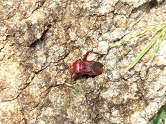 Athaumastus haematicus