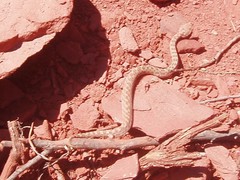 Bothrops ammodytoides