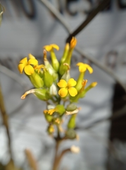 Kalanchoe blossfeldiana