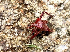 Athaumastus haematicus