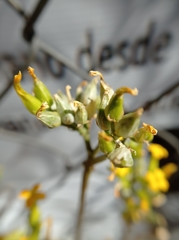 Kalanchoe blossfeldiana