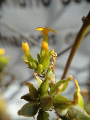 Kalanchoe blossfeldiana
