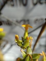 Kalanchoe blossfeldiana