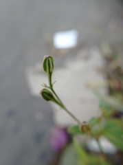 Oenothera rosea