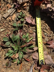 Oenothera argillicola