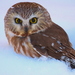 Mainland Northern Saw-whet Owl - Photo (c) Hannah Floyd, some rights reserved (CC BY-NC), uploaded by Hannah Floyd