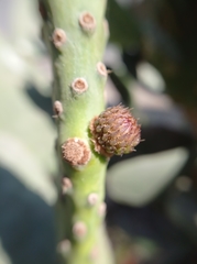 Opuntia ficus-indica