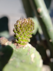 Opuntia ficus-indica