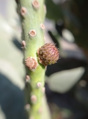 Opuntia ficus-indica