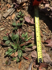 Oenothera argillicola