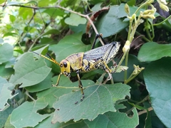 Taeniopoda tamaulipensis