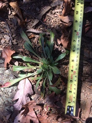 Oenothera argillicola