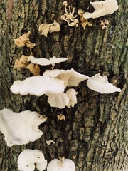 Pleurotus albidus