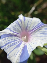 Ipomoea purpurea