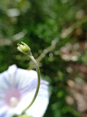 Ipomoea purpurea