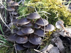 Mycena tintinnabulum