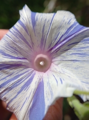 Ipomoea purpurea