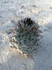 Coryphantha difficilis