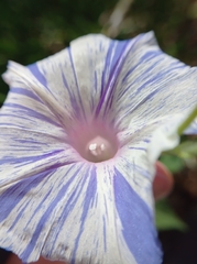 Ipomoea purpurea