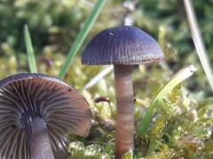 Mycena tintinnabulum