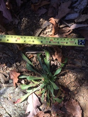 Oenothera argillicola