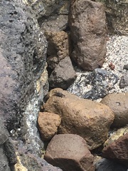 Grapsus tenuicrustatus