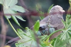 Argya affinis