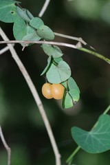 Cissampelos torulosa
