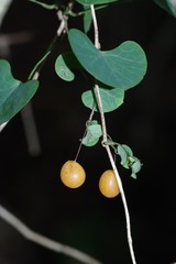 Cissampelos torulosa