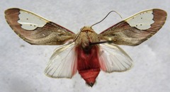 Bertholdia