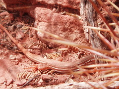 Aurivela tergolaevigata