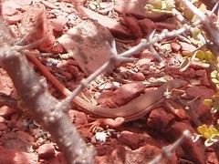 Aurivela tergolaevigata