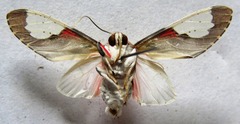 Bertholdia