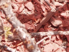 Aurivela tergolaevigata