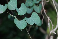 Cissampelos torulosa