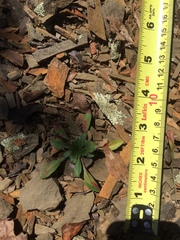 Oenothera argillicola