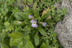 Malcolmia