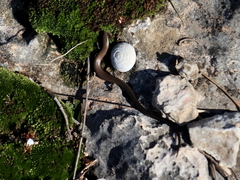 Ablepharus rueppellii