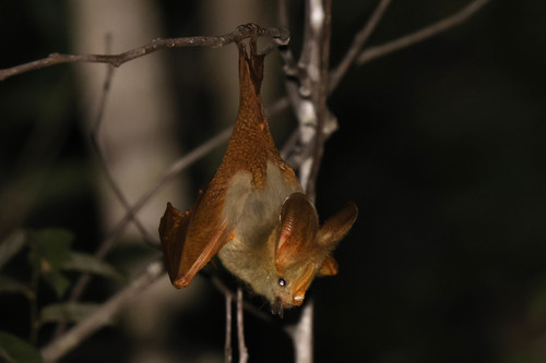 Yellow-winged Bat