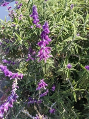 Salvia leucantha