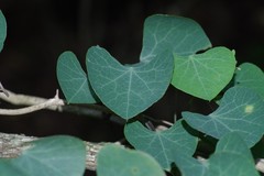 Cissampelos torulosa