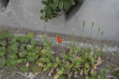 Papaver purpureomarginatum