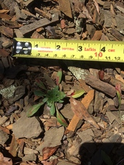 Oenothera argillicola