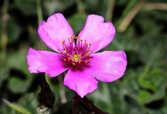 Cistanthe grandiflora