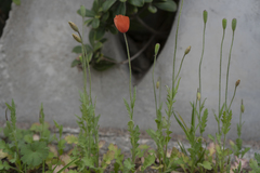 Papaver purpureomarginatum