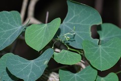 Cissampelos torulosa