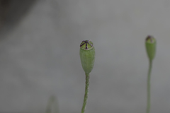Papaver purpureomarginatum