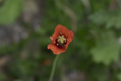 Papaver purpureomarginatum