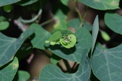 Cissampelos torulosa