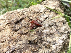 Athaumastus haematicus